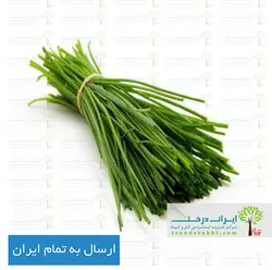 بذر تره بومی - ایران درخت