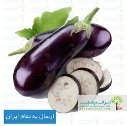 بذر بادمجان دلمه ای - ایران درخت