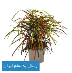 خرید کروتون رشته ای - فروشگاه اینترنتی گل و گیاه ایران درخت