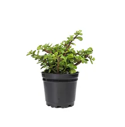 گیاه کراسولا خرفه ای (ارسال سریع امروز)