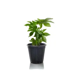 گیاه آرالیا (ارسال سریع امروز)