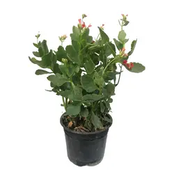 گیاه کالانکوئه قرمز (ارسال سریع امروز)