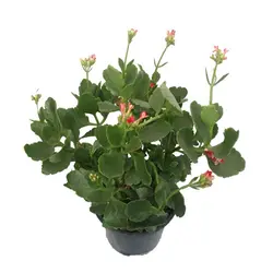 گیاه کالانکوئه قرمز (ارسال سریع امروز)
