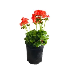 گیاه شمعدانی هلندی نارنجی (ارسال سریع امروز)