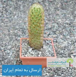 کاکتوس مامیلاریا النگاتا