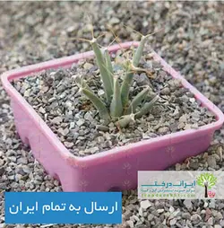 کاکتوس لوچن برژیا