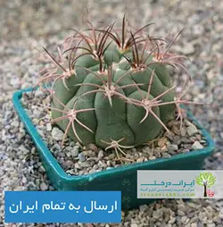 کاکتوس ژیمنو بروچی
