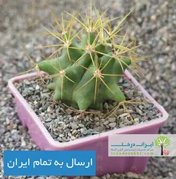 کاکتوس فرو گلاسنس
