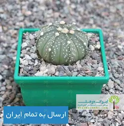 کاکتوس آستروفیتوم آستریاس
