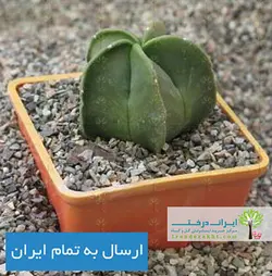 کاکتوس آستروفیتوم