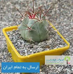 کاکتوس اچینو اینجنس