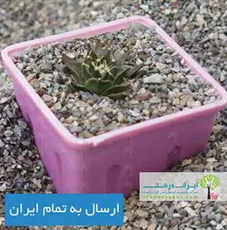 کاکتوس ابرگونیا دنگری