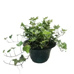 گیاه هدرا (ارسال سریع امروز)