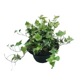 گیاه هدرا (ارسال سریع امروز)