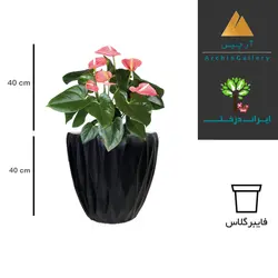 گلدان دکوراتیو آنتوریوم شماره 19 (ارسال سریع امروز)