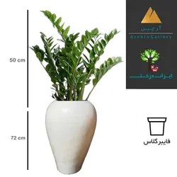 گلدان دکوراتیو زاموفیلیا شماره 55 (ارسال سریع امروز)