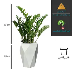 گلدان دکوراتیو زاموفیلیا شماره 56 (ارسال سریع امروز)