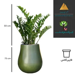 گلدان دکوراتیو زاموفیلیا شماره 53 (ارسال سریع امروز)