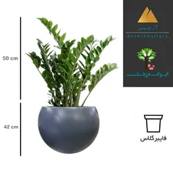 گلدان دکوراتیو زاموفیلیا شماره 52 (ارسال سریع امروز)