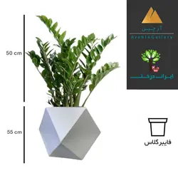 گلدان دکوراتیو زاموفیلیا شماره 50 (ارسال سریع امروز)