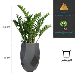 گلدان دکوراتیو زاموفیلیا شماره 49 (ارسال سریع امروز)