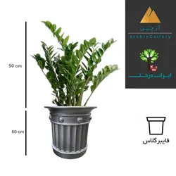 گلدان دکوراتیو زاموفیلیا شماره 47 (ارسال سریع امروز)