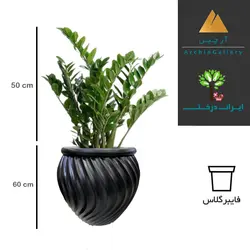 گلدان دکوراتیو زاموفیلیا شماره 48 (ارسال سریع امروز)