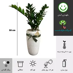 گلدان زاموفیلیا شماره 10 - ایران درخت