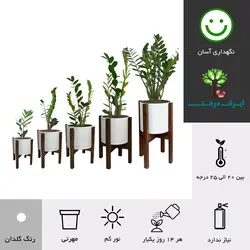 گلدان پایه دار زاموفیلیا شماره 12 - ایران درخت