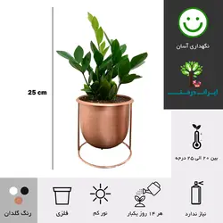 گلدان هدیه زاموفیلیا شماره 11 - ایران درخت