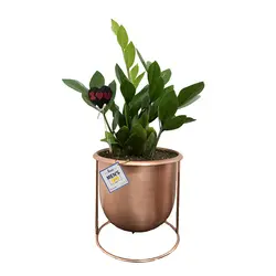 گلدان هدیه زاموفیلیا شماره 11 - ایران درخت