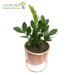 گلدان هدیه زاموفیلیا شماره 11 - ایران درخت