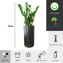 گلدان زاموفیلیا شماره 19 - ایران درخت