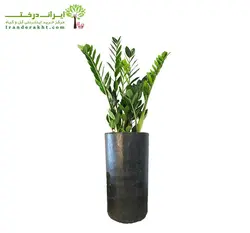 گلدان زاموفیلیا شماره 19 - ایران درخت