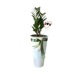 گلدان هدیه زاموفیلیا شماره 18 - ایران درخت