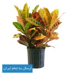 گیاه کروتون پرتقالی شماره 5 - ایران درخت