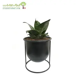 گلدان هدیه سانسوریا پاکوتاه شماره 18 - ایران درخت