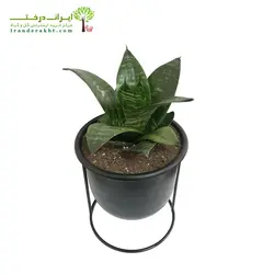گلدان هدیه سانسوریا پاکوتاه شماره 18 - ایران درخت