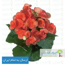 گیاه بگونیا عروس قرمز - ایران درخت
