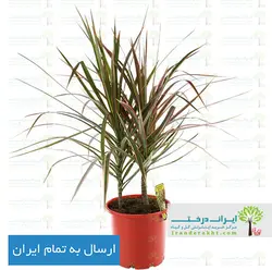 گیاه دراسنا پرچمی - ایران درخت