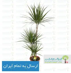 گیاه دراسنا پرچمی - ایران درخت