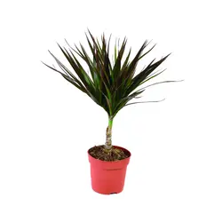 گیاه دراسنا پرچمی - ایران درخت