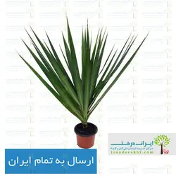 گیاه دراسنا پرچمی - ایران درخت