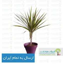 گیاه دراسنا پرچمی - ایران درخت