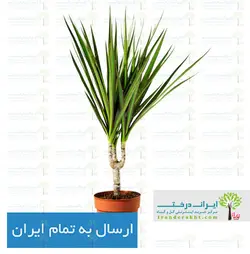 گیاه دراسنا پرچمی - ایران درخت
