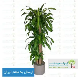 گیاه دراسنا بلالی - ایران درخت