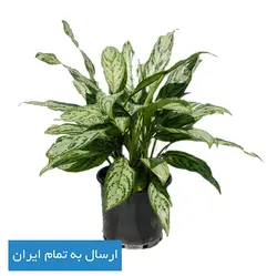 گیاه آگلونما شماره 20 - ایران درخت