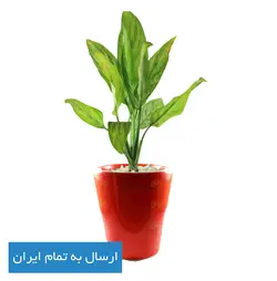 گیاه آگلونما شماره 20 - ایران درخت