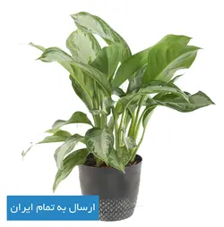 گیاه آگلونما شماره 20 - ایران درخت