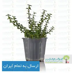 گیاه کراسولا خرفه ای - ایران درخت